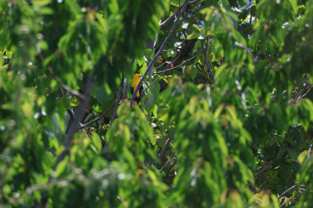 Eurasian Golden Oriole