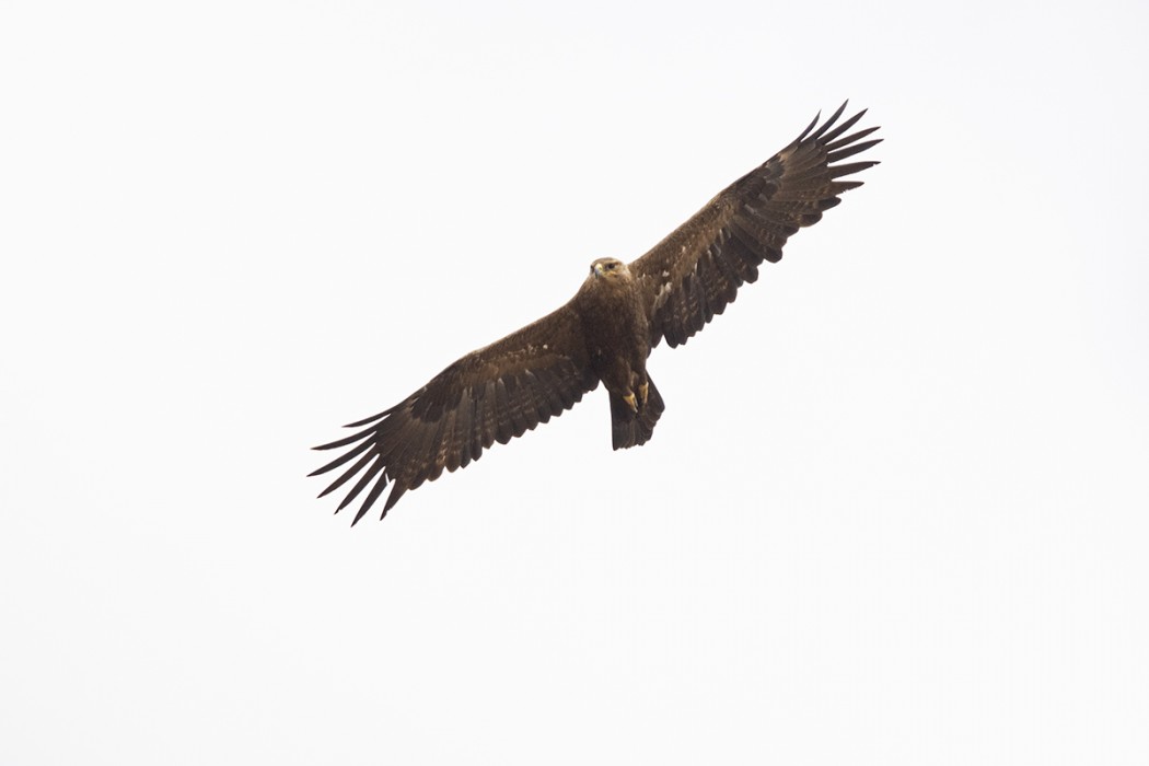 Steppe Eagle