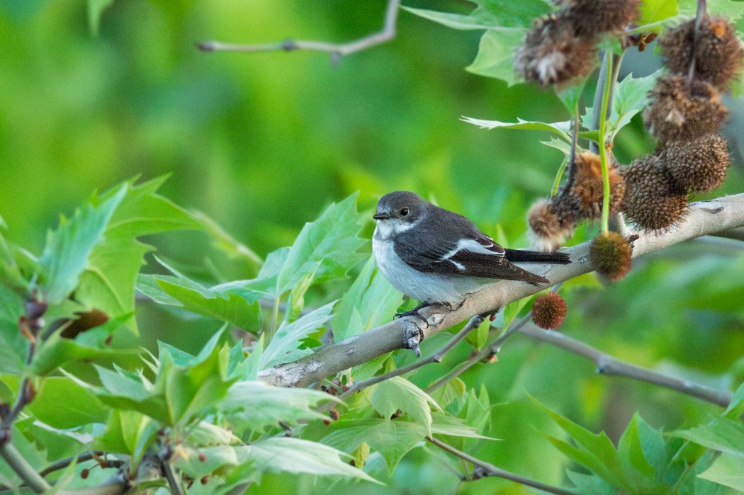 European Pied Flycatcher