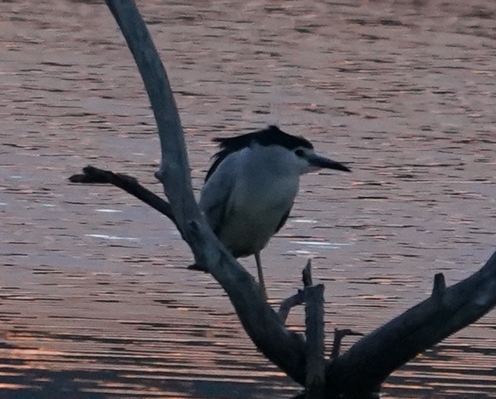 Black-crowned Night Heron