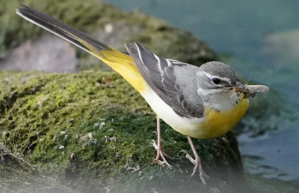 Grey Wagtail