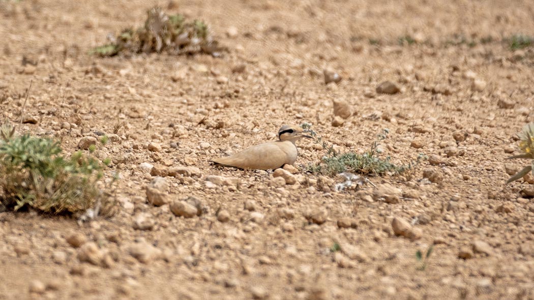 Cream-colored Courser