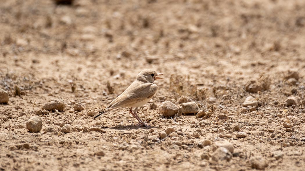 Bar-tailed Lark