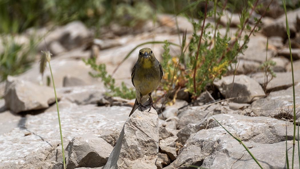 Cinereous Bunting