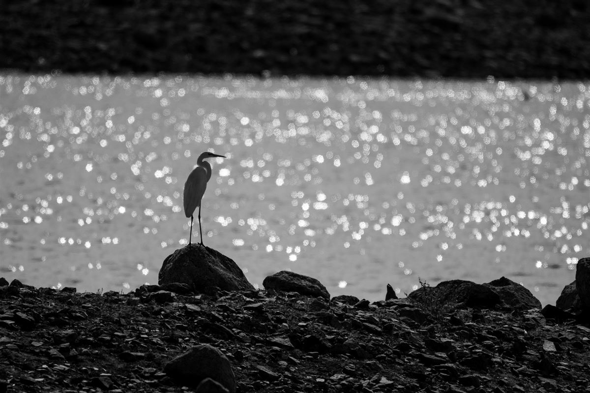 Great Egret