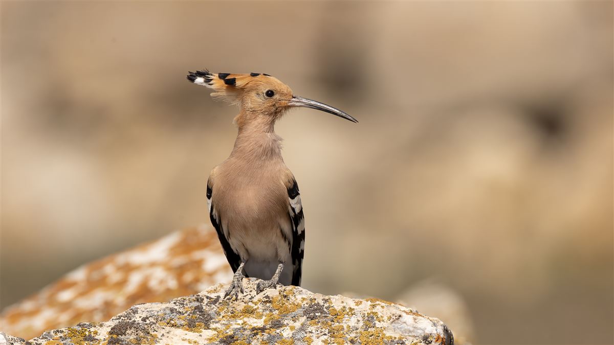 Common Hoopoe