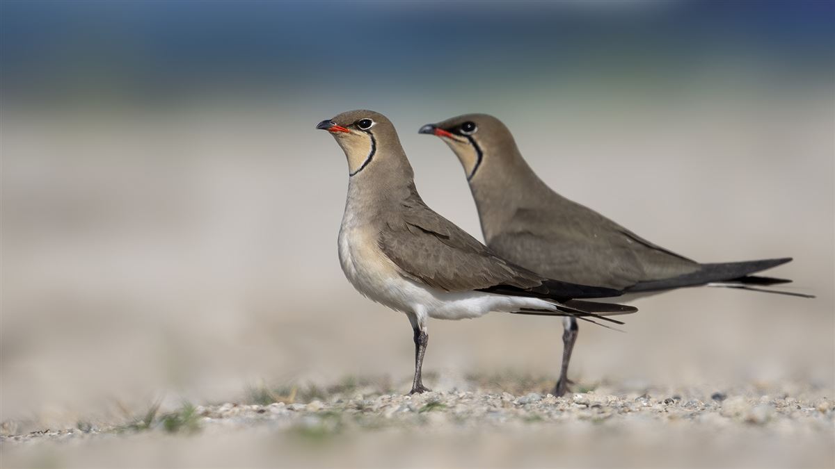 Collared Pratincole