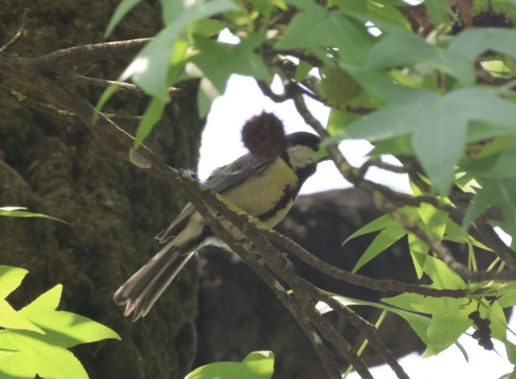 Great Tit
