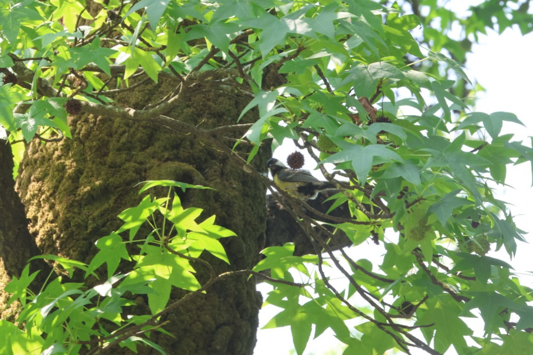 Great Tit