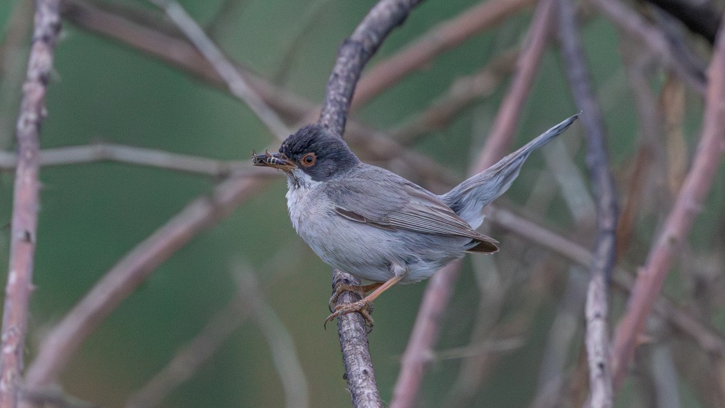Menetries`s Warbler