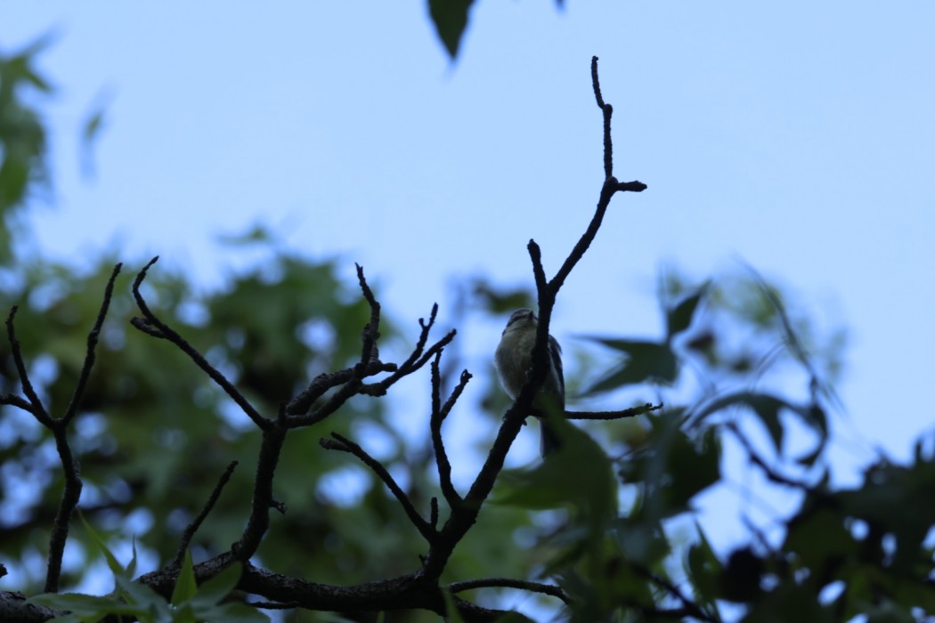 Eurasian Blue Tit
