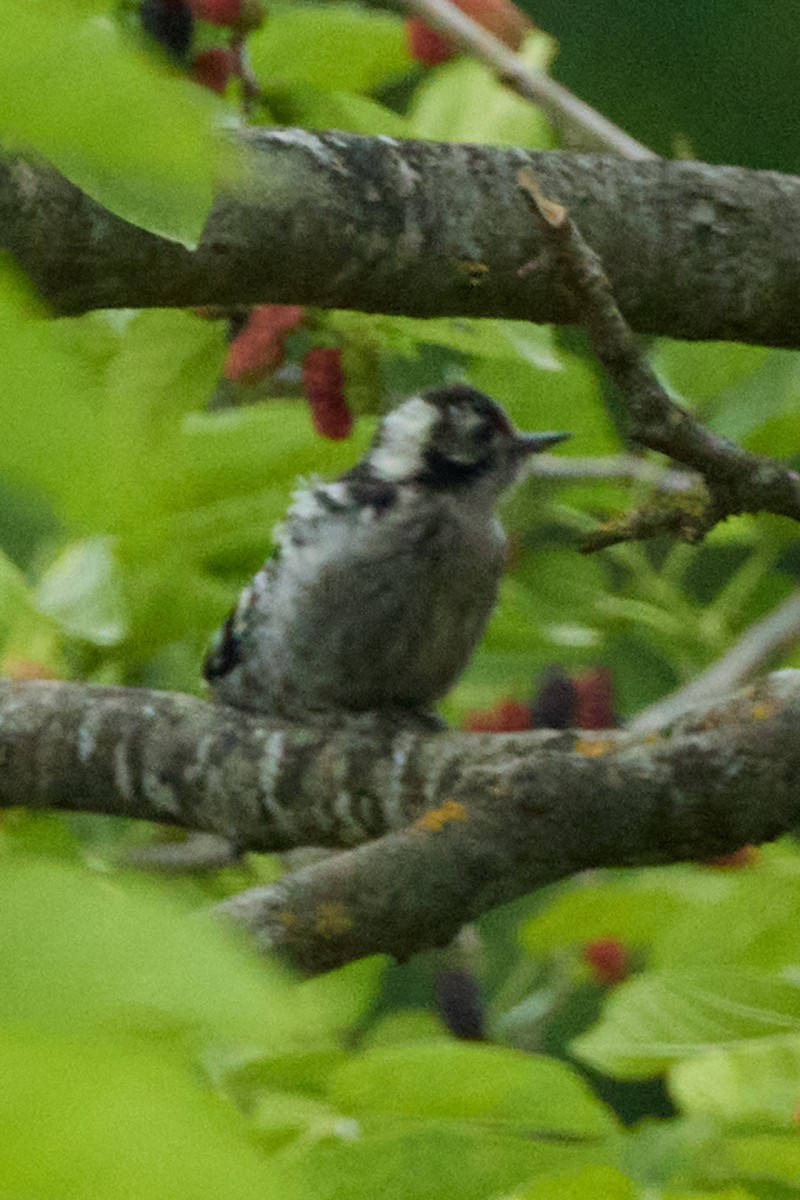 Lesser Spotted Woodpecker