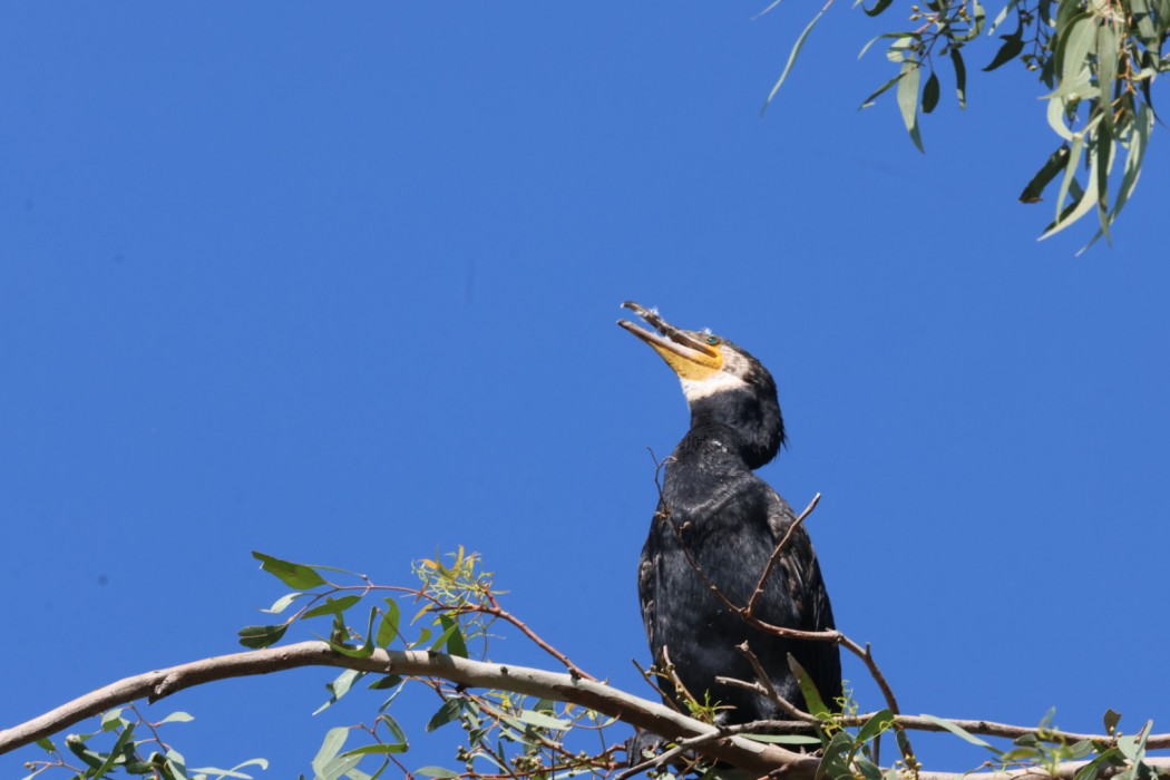 Great Cormorant