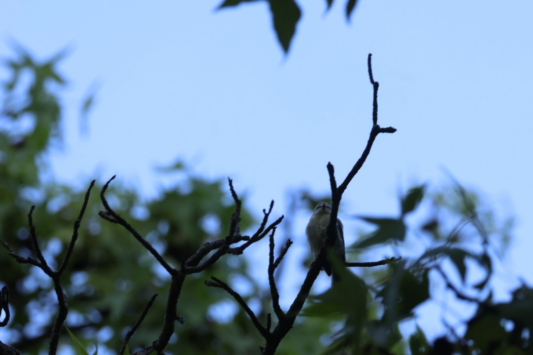 Eurasian Blue Tit