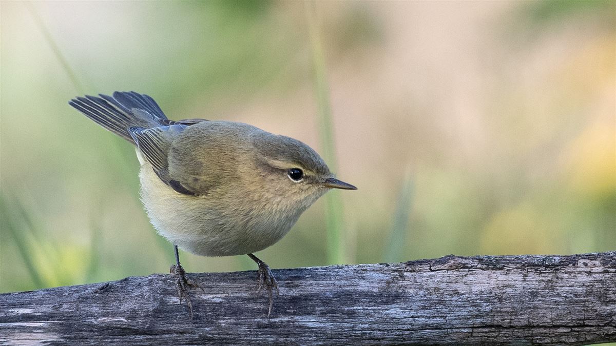 Common Chiffchaff