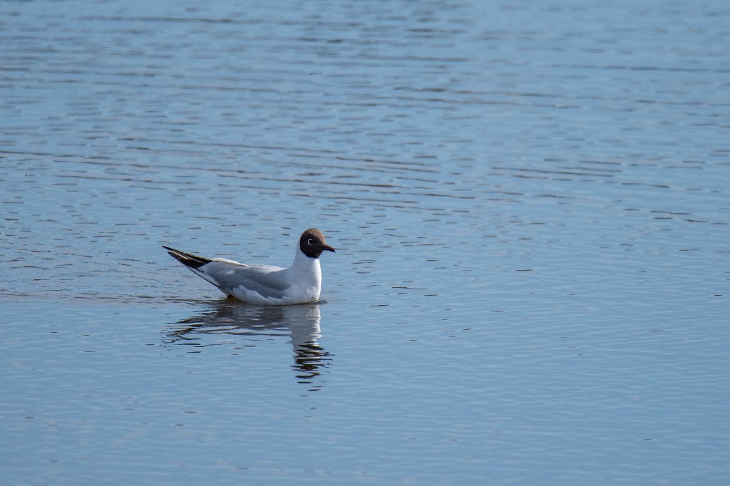 Black-headed Gull