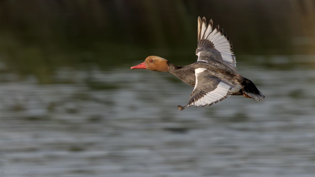 Red-crested Pochard