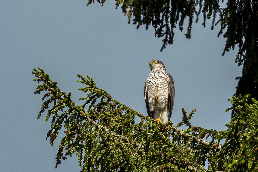 Eurasian Sparrowhawk