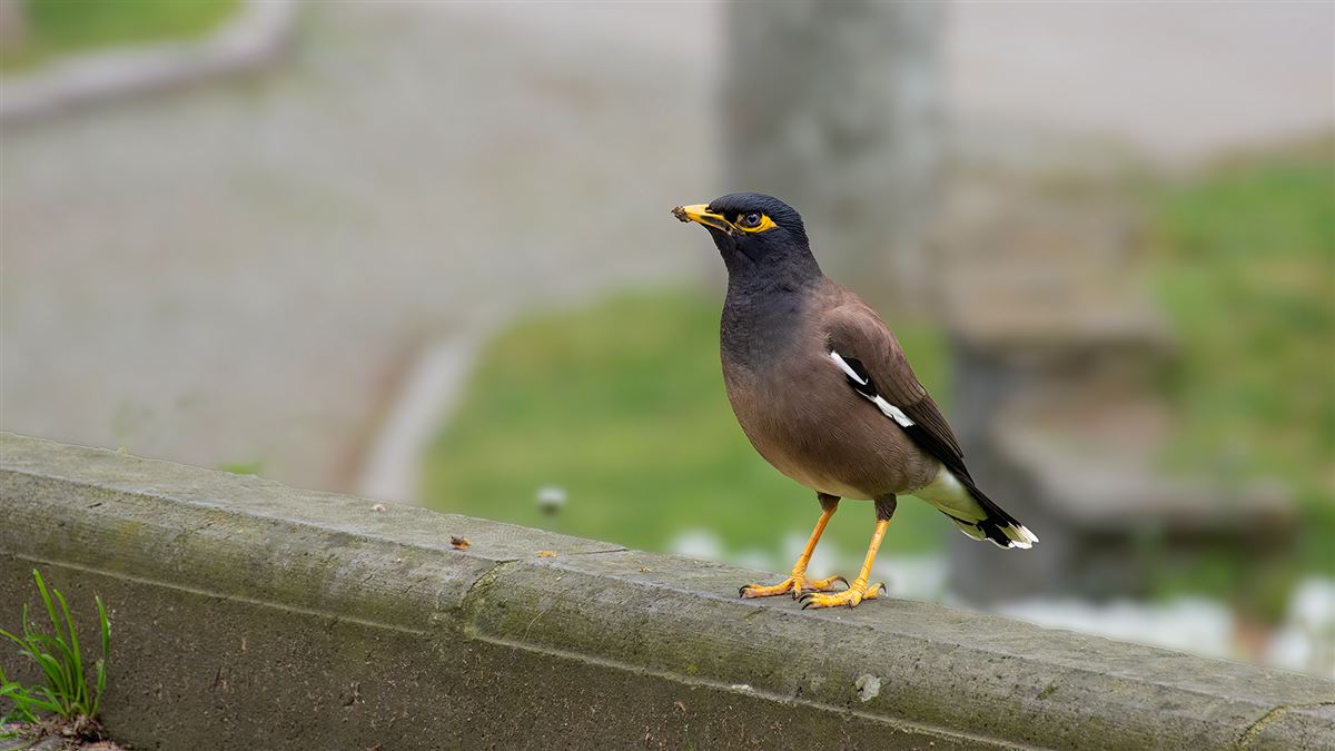 Common Myna