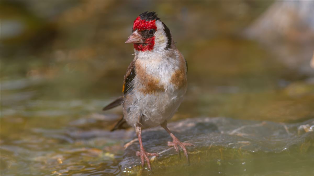 European Goldfinch