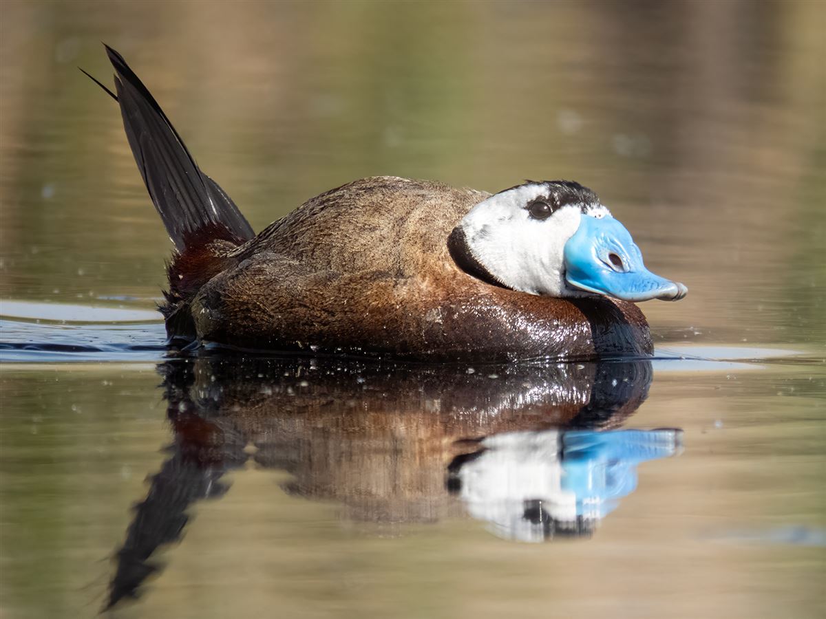 White-headed Duck