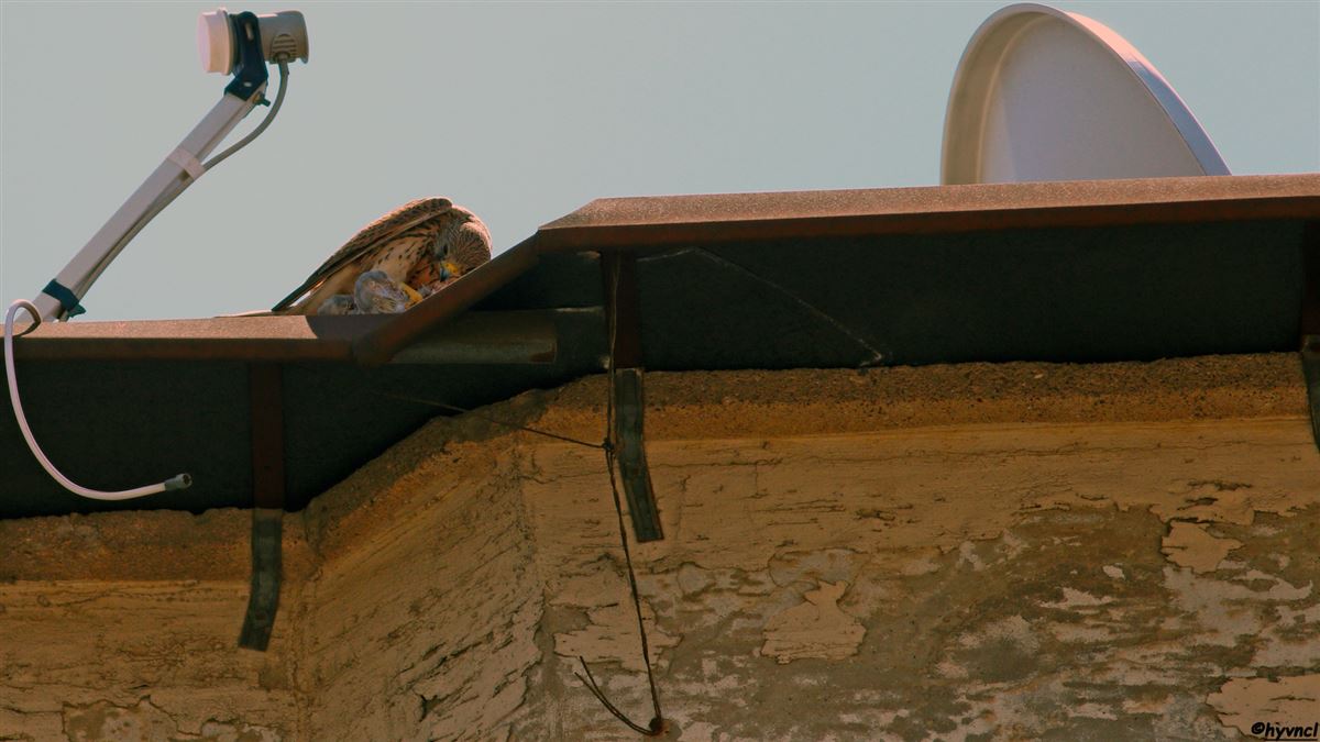 Common Kestrel