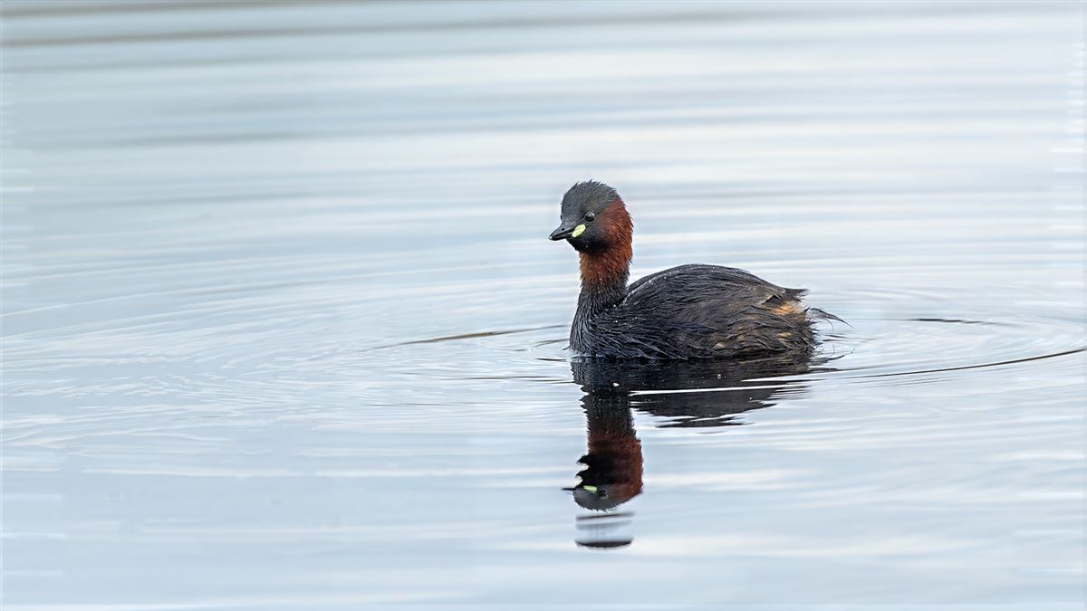 Little Grebe