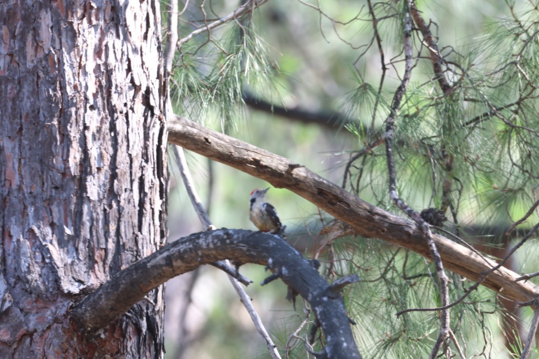 Middle Spotted Woodpecker