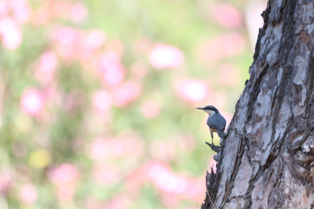 Western Rock Nuthatch