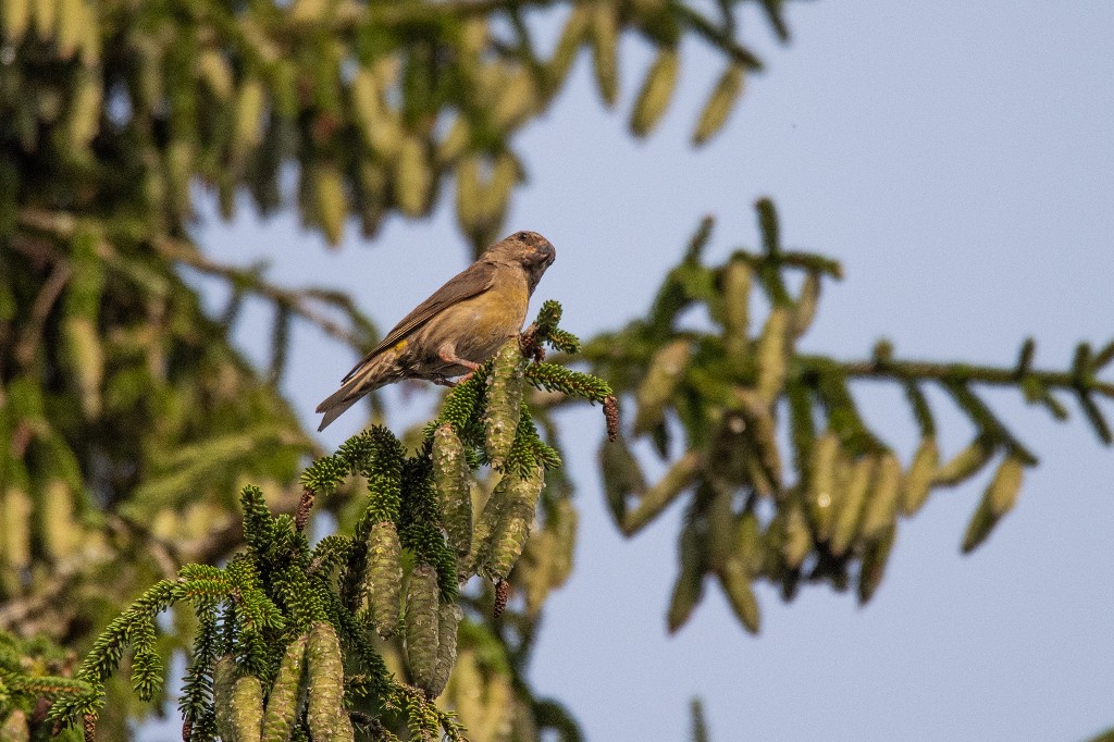 Red Crossbill