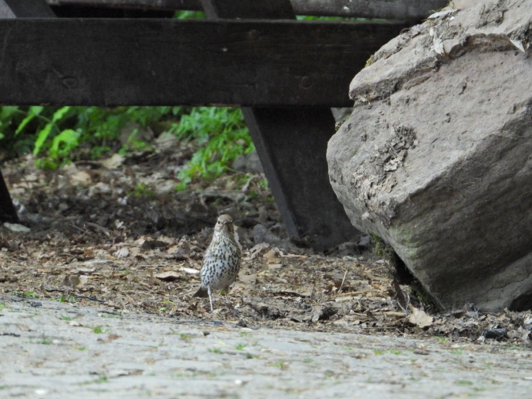 Song Thrush