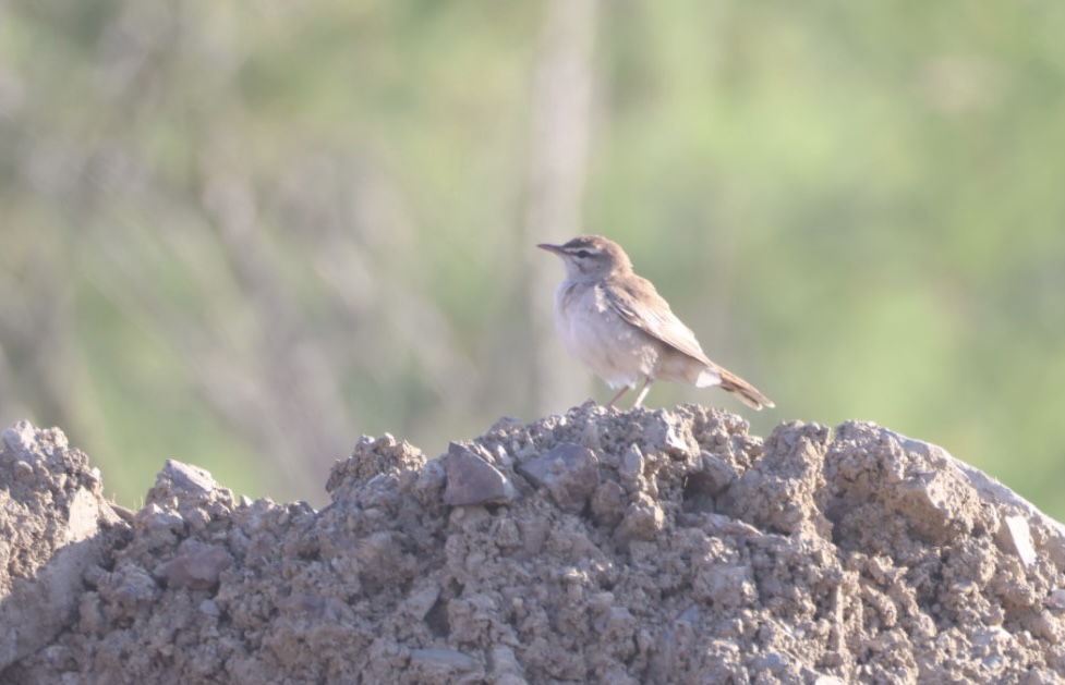 Rufous-tailed Scrub Robin