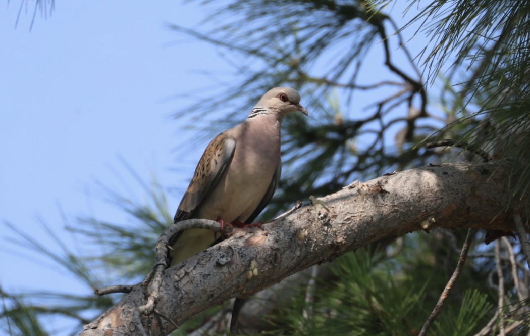 European Turtle Dove
