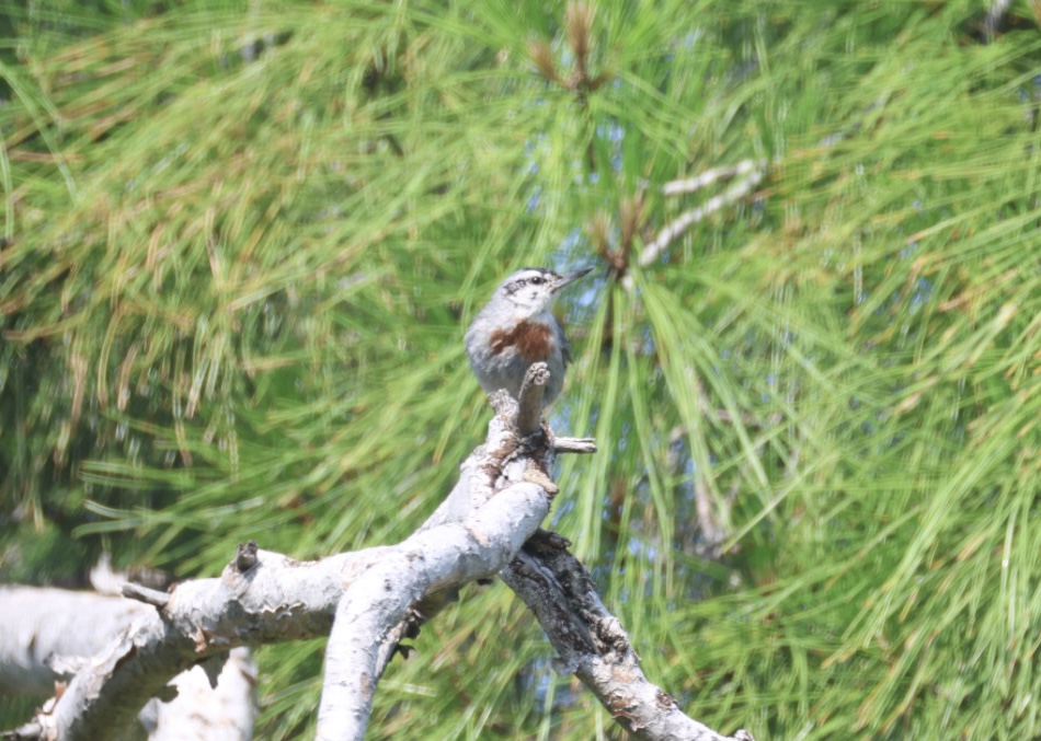 Krüper`s Nuthatch