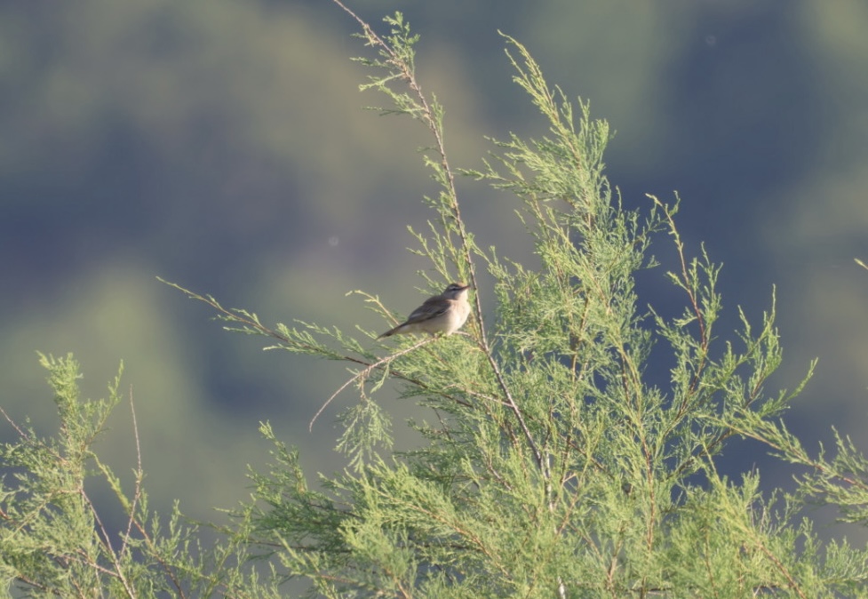 Rufous-tailed Scrub Robin
