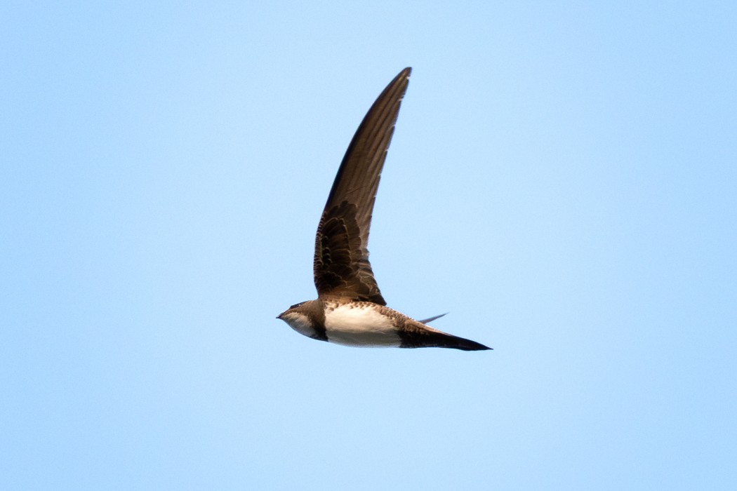 Alpine Swift