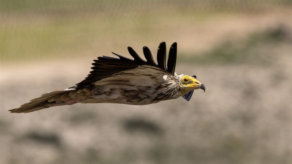 Egyptian Vulture