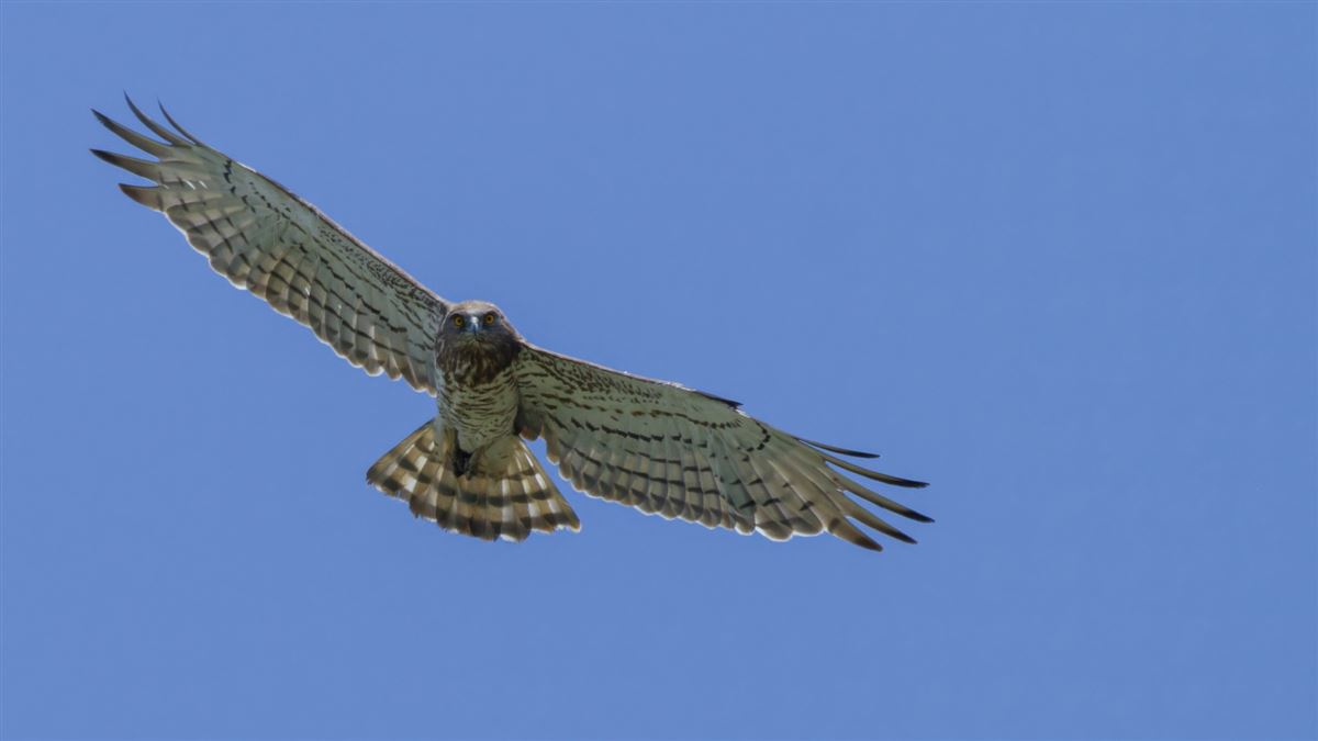 Short-toed Snake Eagle