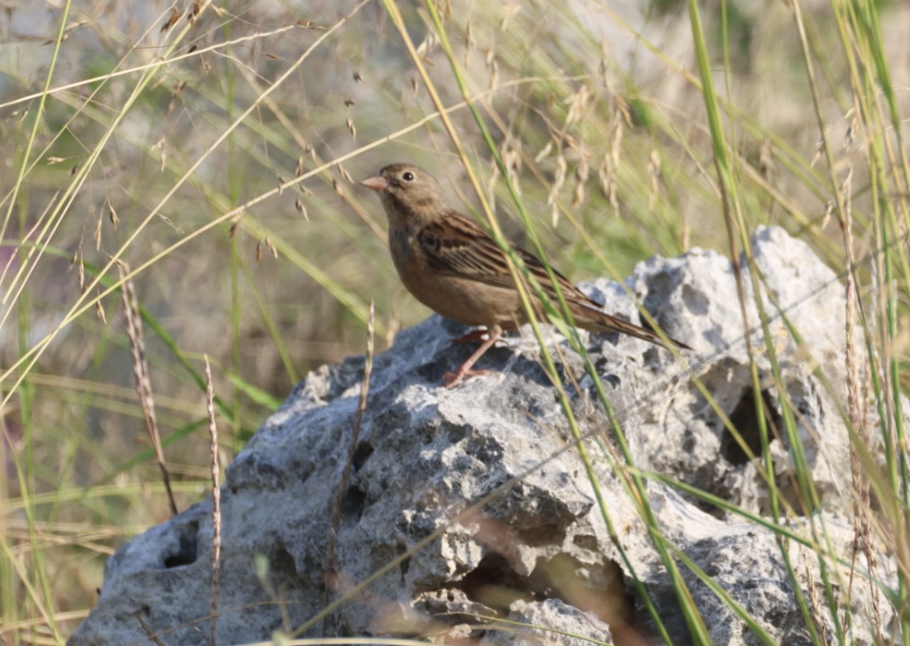 Ortolan Bunting