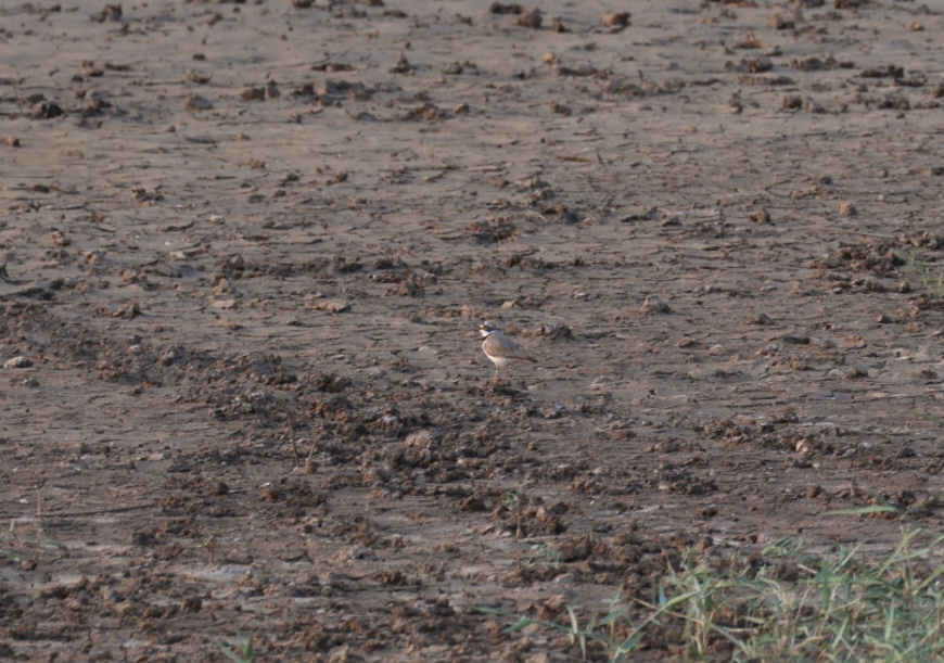 Little Ringed Plover