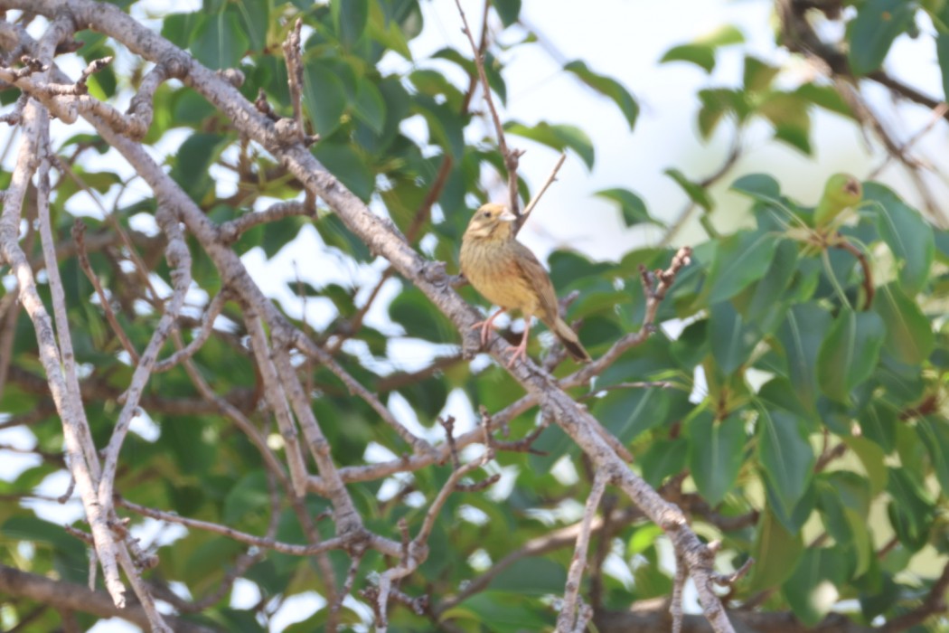 Cirl Bunting