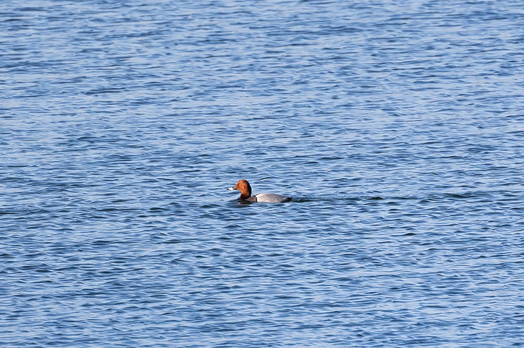 Common Pochard
