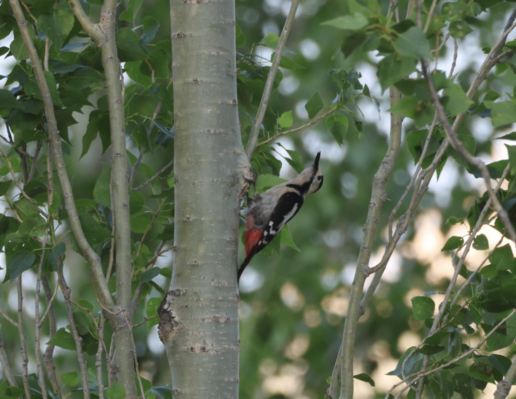 Syrian Woodpecker