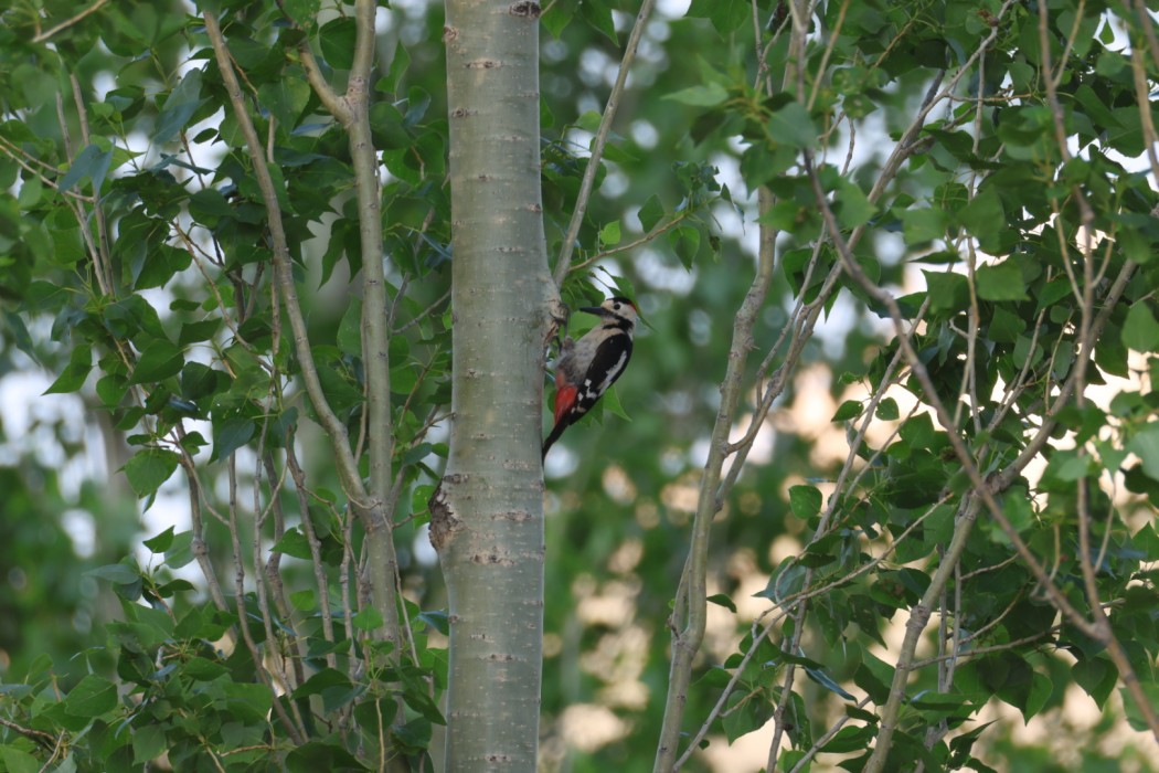 Syrian Woodpecker