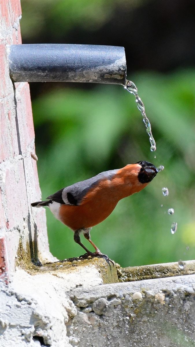 Eurasian Bullfinch