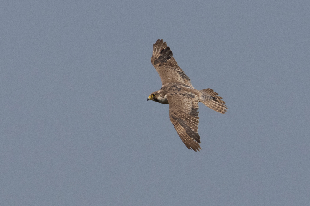 Peregrine Falcon