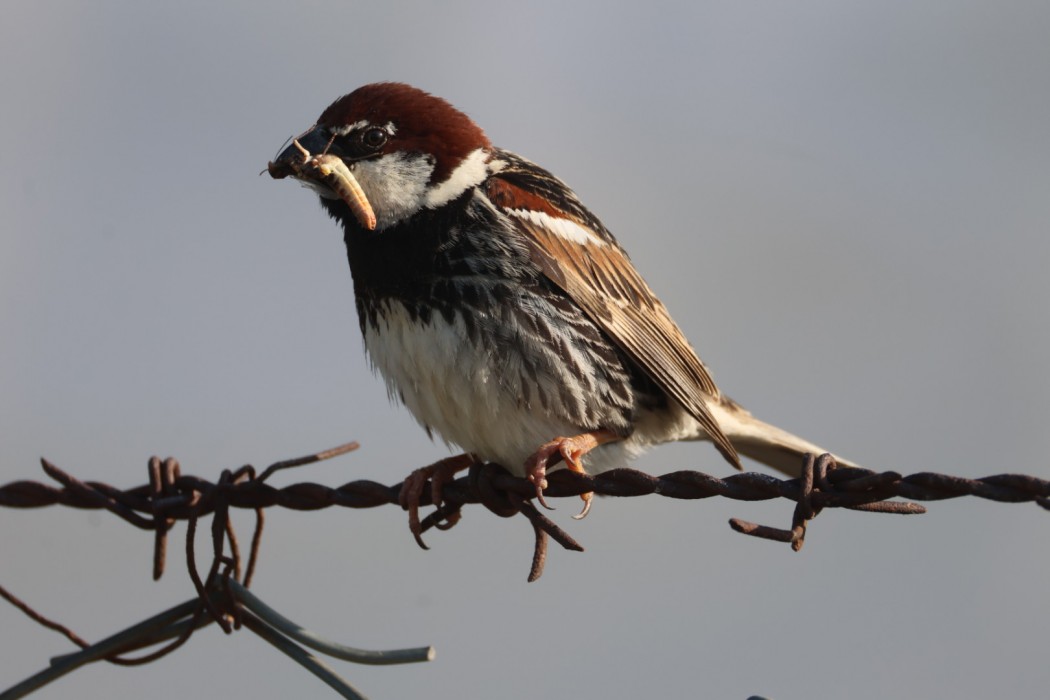 Spanish Sparrow