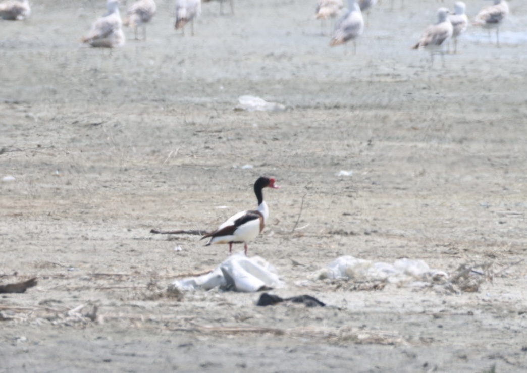 Common Shelduck