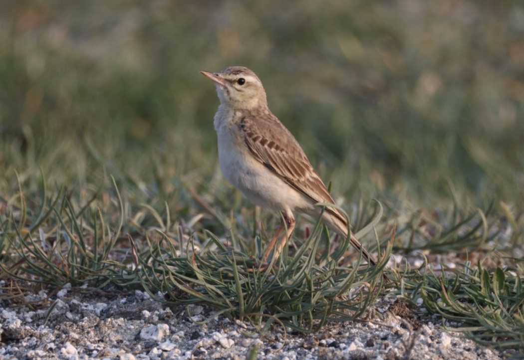 Tawny Pipit