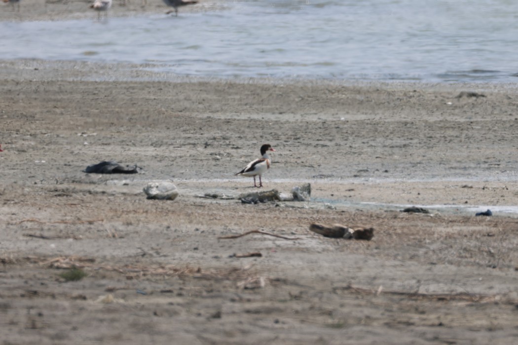 Common Shelduck